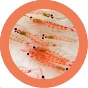 KRILL (EUPHAUSIA SUPERBA) GIANTMICROBES ORIGINAL (PELUCHE 12-18 CMS) | Akira Comics  - libreria donde comprar comics, juegos y libros online