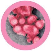 GRIPE PORCINA (INFLUENZA A VIRUS H1N1) GIANTMICROBES ORIGINAL (PELUCHE 12-18 CMS) | Akira Comics  - libreria donde comprar comics, juegos y libros online