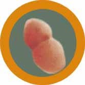 NEUMONIA (PNEUMONIA) GIANTMICROBES ORIGINAL (PELUCHE 12-18 CMS) | Akira Comics  - libreria donde comprar comics, juegos y libros online