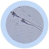 ESPERMATOZOIDE (SPERM CELL) GIANTMICROBES ORIGINAL (PELUCHE 12-18 CMS) | Akira Comics  - libreria donde comprar comics, juegos y libros online