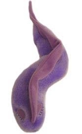 ENFERMEDAD DEL SUEÑO (TRYPANOSOMA BRUCEI) GIANTMICROBES ORIGINAL (PELUCHE 12-18 CMS) | Akira Comics  - libreria donde comprar comics, juegos y libros online