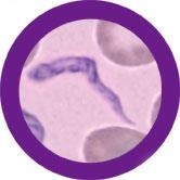 ENFERMEDAD DEL SUEÑO (TRYPANOSOMA BRUCEI) GIANTMICROBES ORIGINAL (PELUCHE 12-18 CMS) | Akira Comics  - libreria donde comprar comics, juegos y libros online