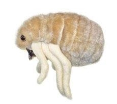 PULGA (CTENOCEPHALIDES FELIS) GIANTMICROBES ORIGINAL (PELUCHE 12-18 CMS) | Akira Comics  - libreria donde comprar comics, juegos y libros online