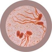 FIEBRE TIFOIDEA (SALMONELLA TYPHI) GIANTMICROBES ORIGINAL (PELUCHE 12-18 CMS) | Akira Comics  - libreria donde comprar comics, juegos y libros online