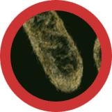 DOLOR DE ESTOMAGO (SHIGELLA) GIANTMICROBES ORIGINAL (PELUCHE 12-18 CMS) | Akira Comics  - libreria donde comprar comics, juegos y libros online