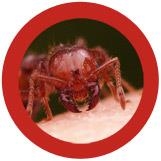 HORMIGA ROJA (SOLENOPSIS INVICTA) GIANTMICROBES ORIGINAL (PELUCHE 12-18 CMS) | Akira Comics  - libreria donde comprar comics, juegos y libros online