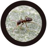 HORMIGA NEGRA (LASIUS NIGER) GIANTMICROBES ORIGINAL (PELUCHE 12-18 CMS) | Akira Comics  - libreria donde comprar comics, juegos y libros online
