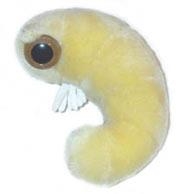 CARCOMA (ANOBIUM PUNCTATUM) GIANTMICROBES ORIGINAL (PELUCHE 12-18 CMS) | Akira Comics  - libreria donde comprar comics, juegos y libros online